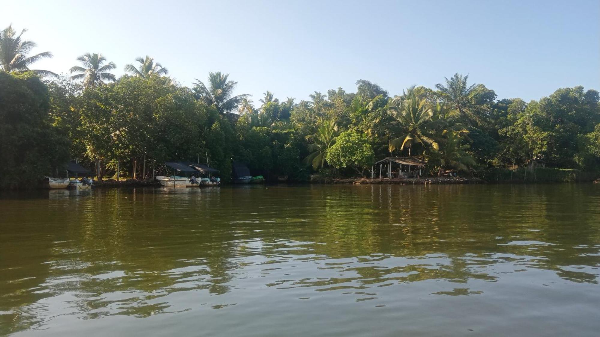 Little Swan Guest house Bentota Extérieur photo
